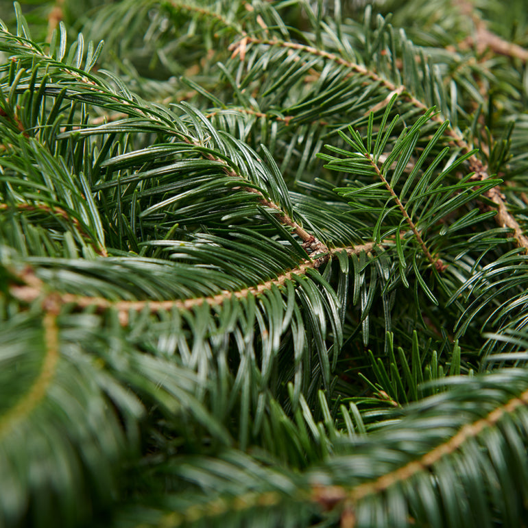 Branches de Sapin Fraîches – Paquet de 10 lb
