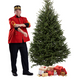 Sapin Fraser