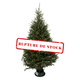 Sapin Fraser
