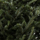 Sapin Fraser