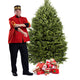 Sapin de Noël Baumier