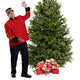Sapin de Noël Baumier