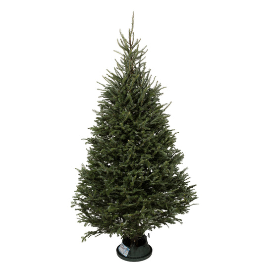 Sapin Fraser