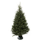 Sapin Fraser